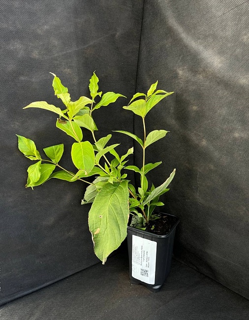 Вейгела Бристоль Руби 1 шт Р9